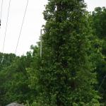 Tower 3 vegetation