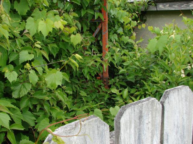 Tower 4 vegetation